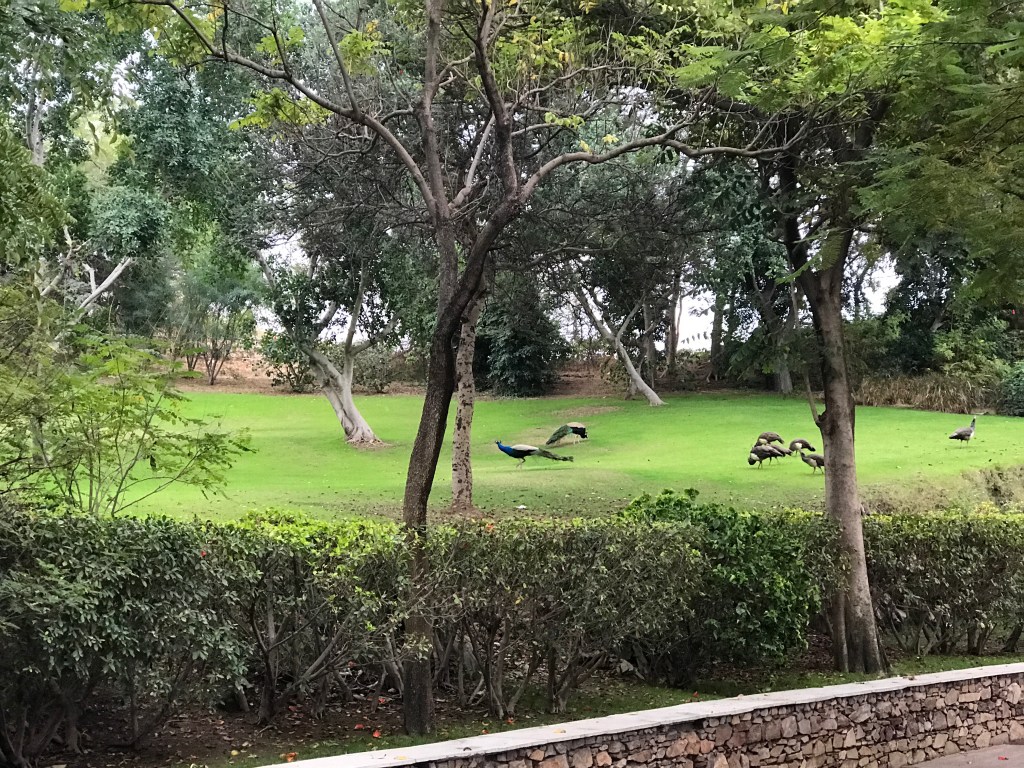 Peacocks at Pichola
