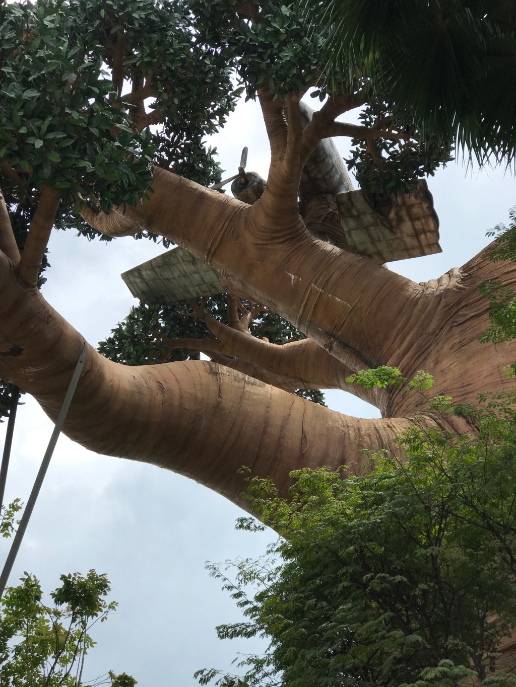 Stuck on the&nbsp;tree