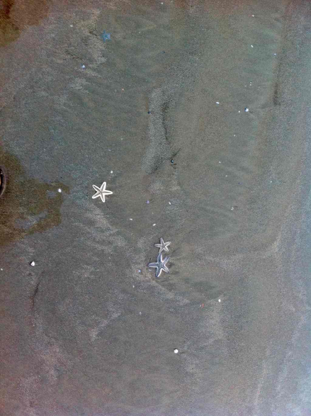 Star fish