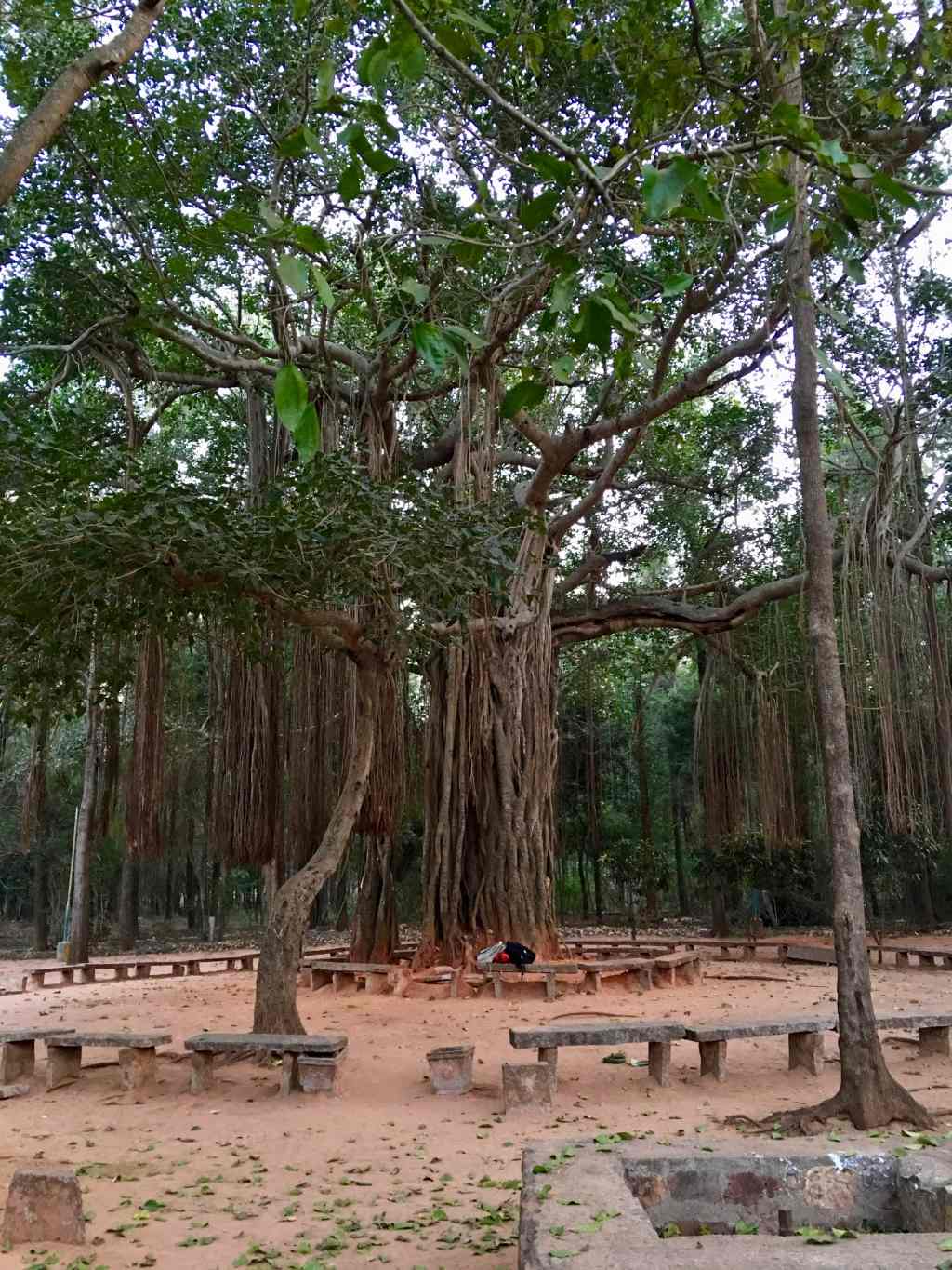 Banyan