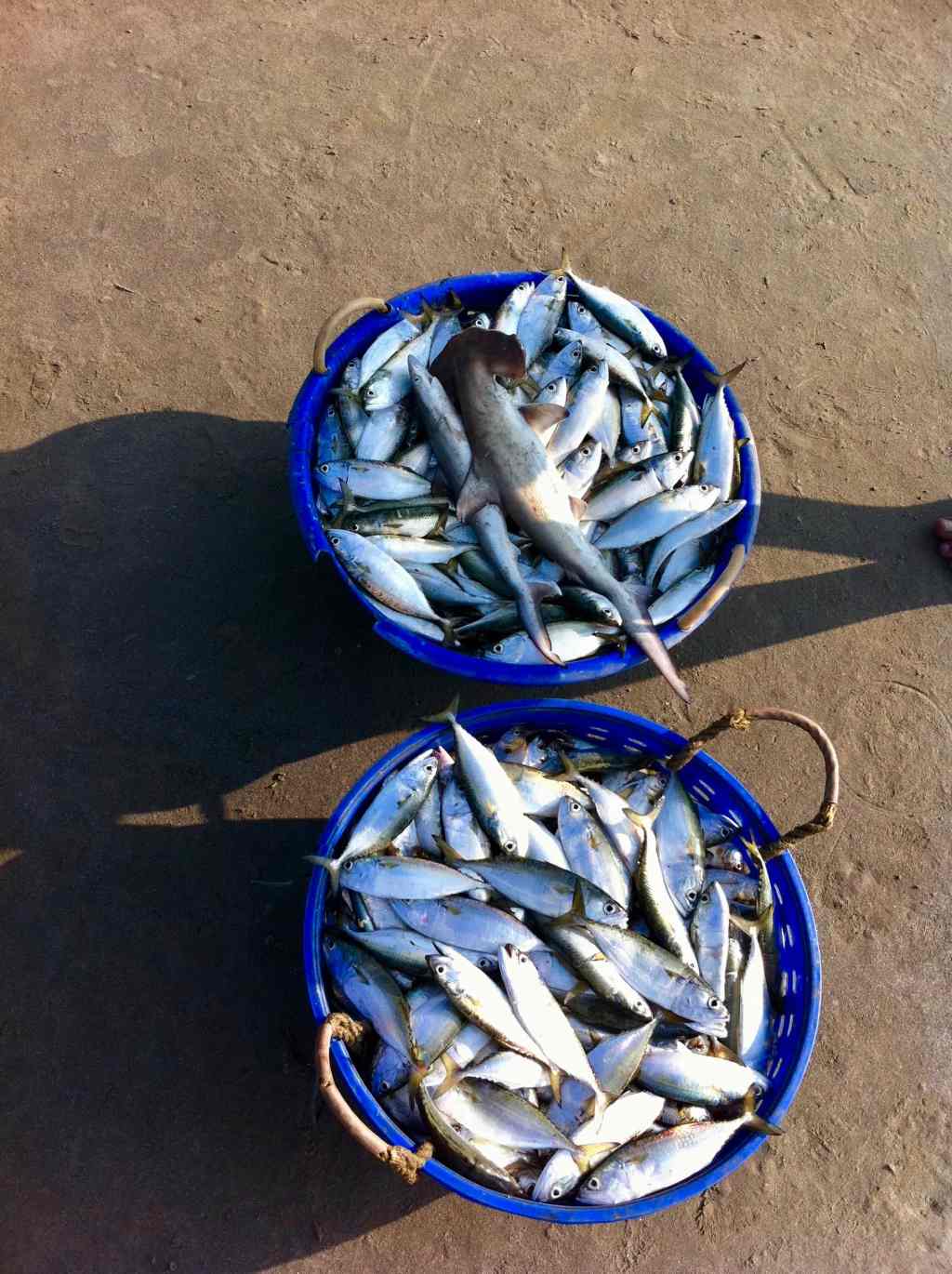 Catch for the&nbsp;day