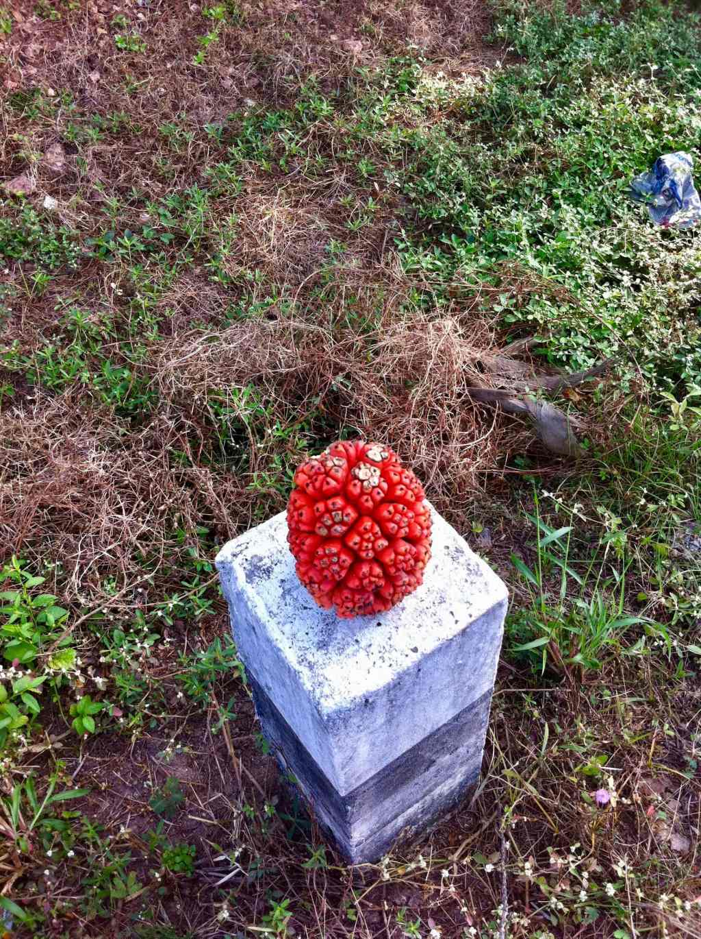 What fruit is this ?&nbsp;😕