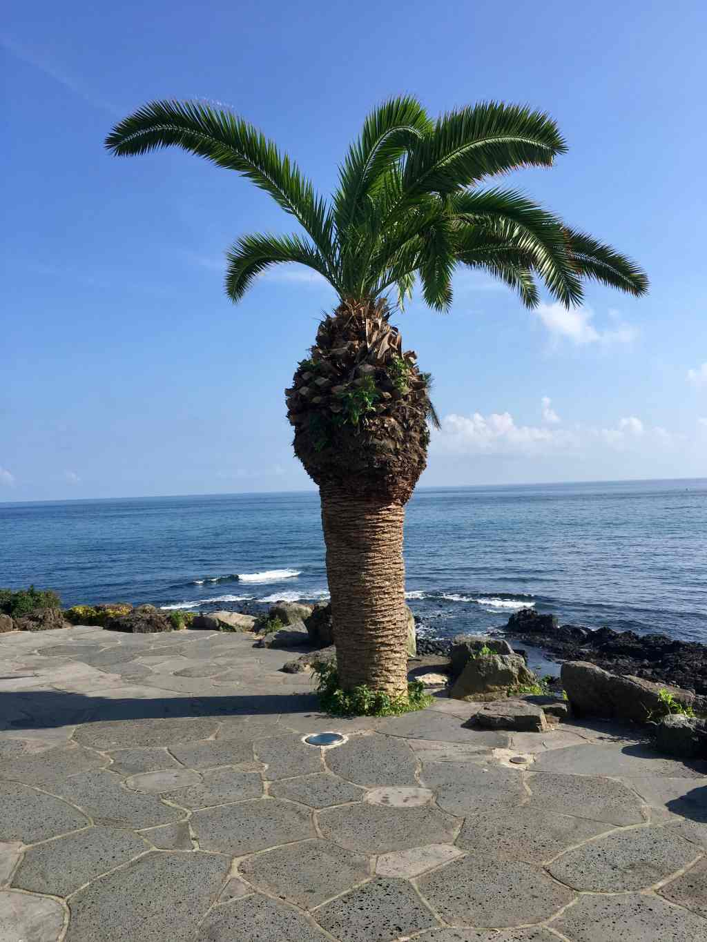 Palm by the&nbsp;beach