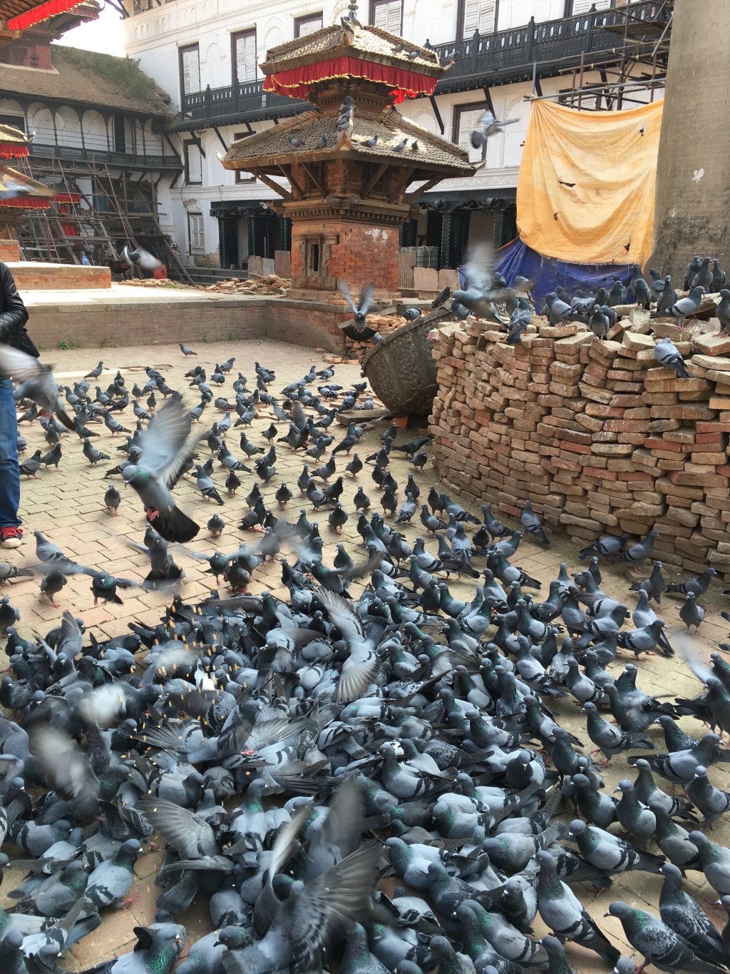 Pigeons