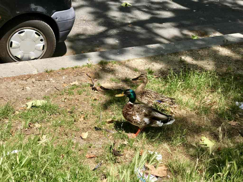 Ducks on the&nbsp;Kerb