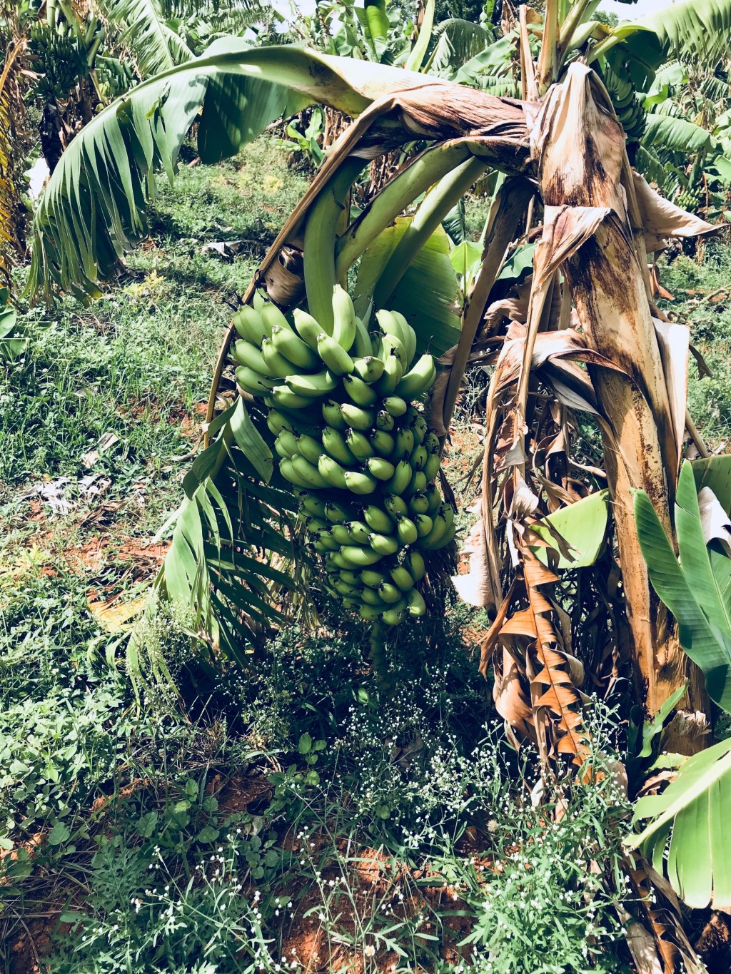 Fresh bananas