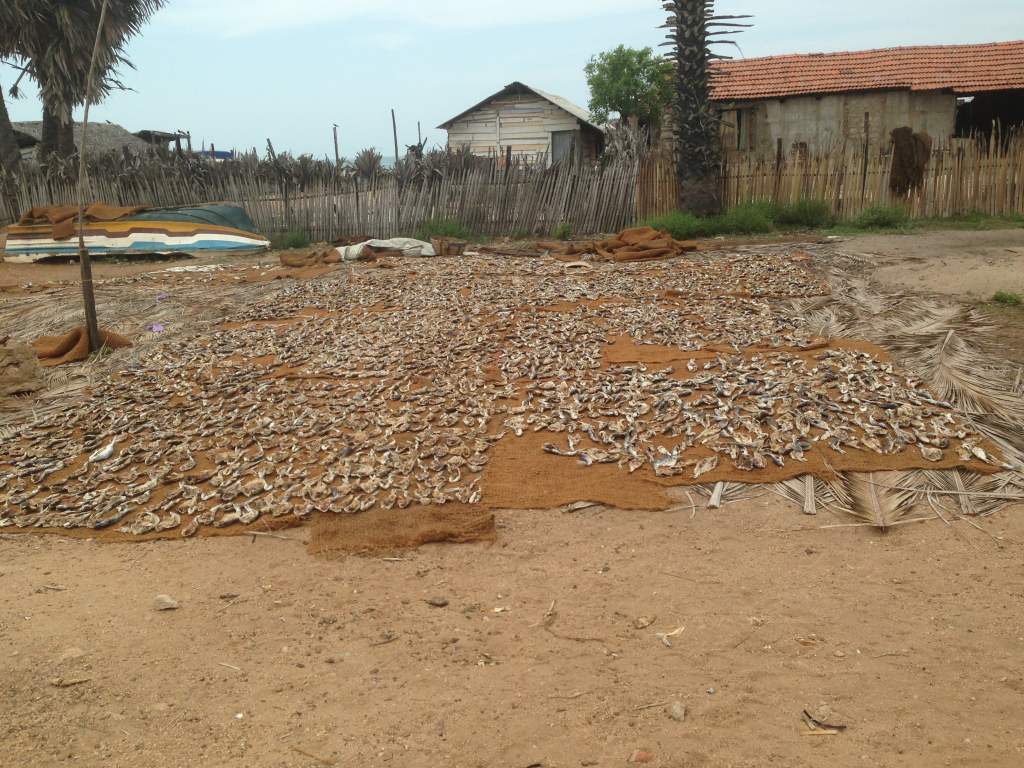 Dry Fish