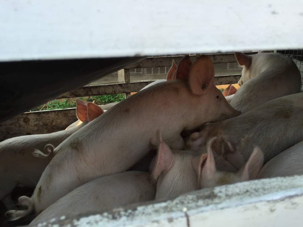 Piglets in truck