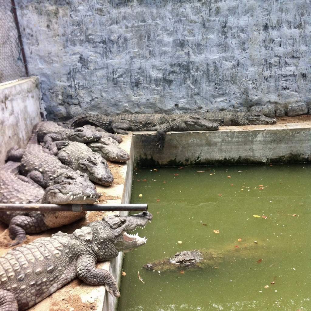 Crocodiles