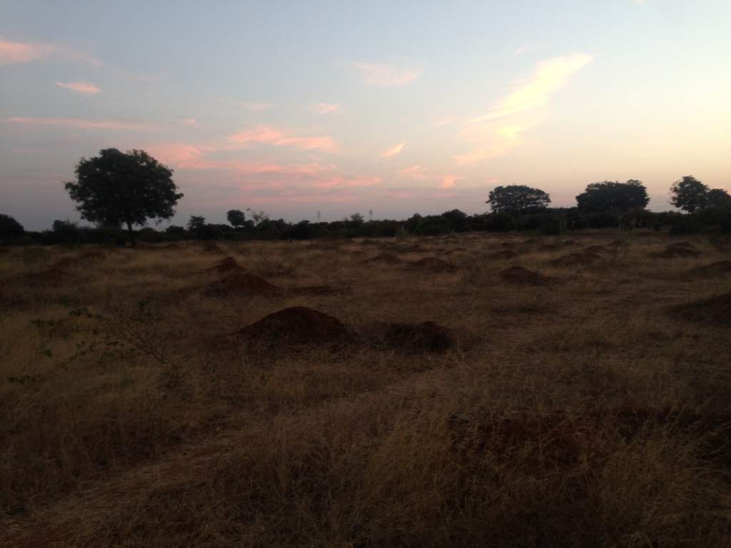 Dusk at the&nbsp;farm!