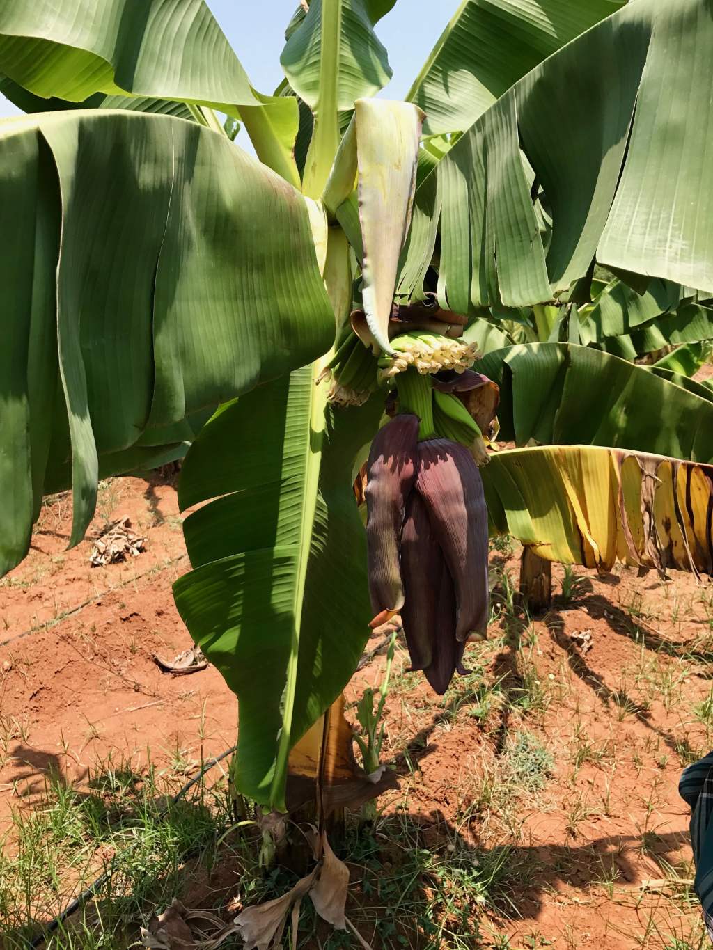 Banana Flower