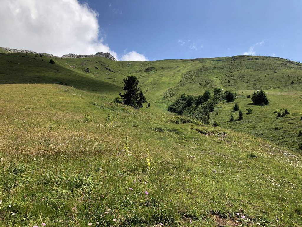 Greenery before the&nbsp;Snow.