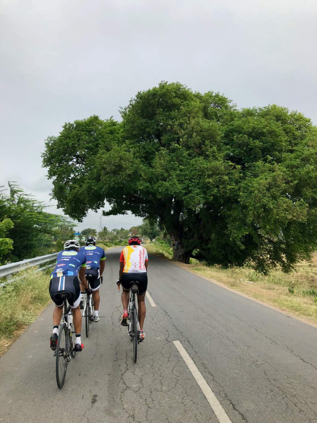 Through the tree&nbsp;arch