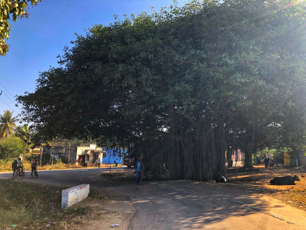 Big Banyan