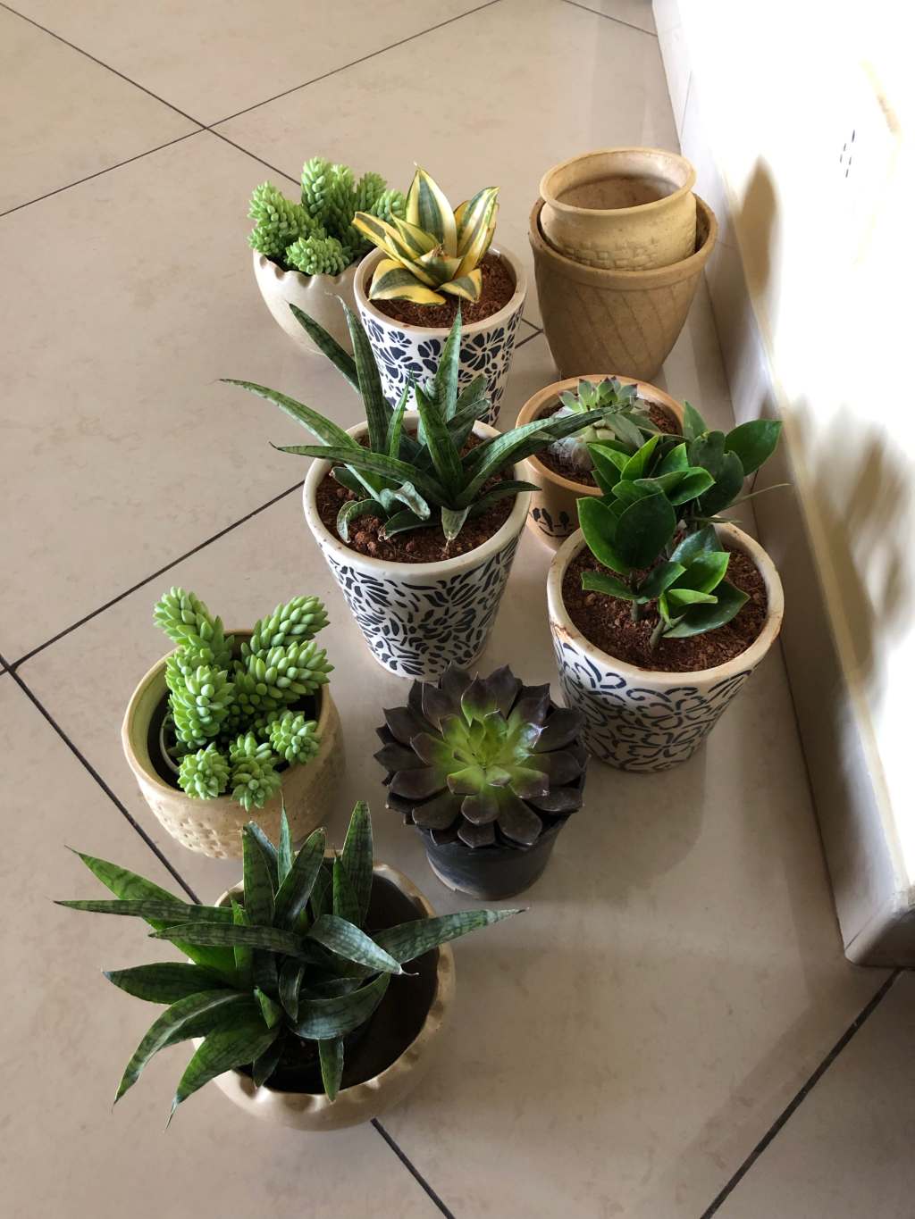 Plants for Home