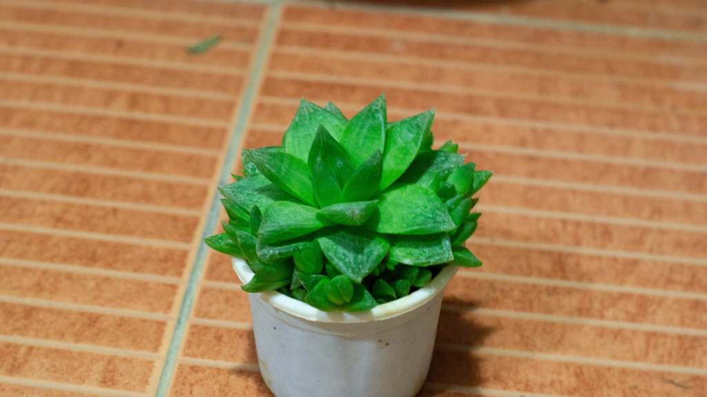 Haworthia succulent