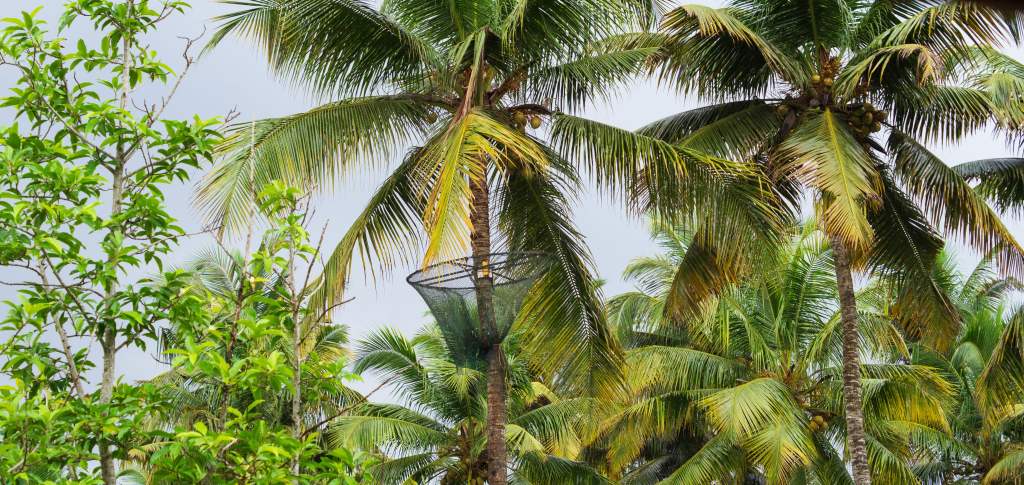 Baskets for Coconuts