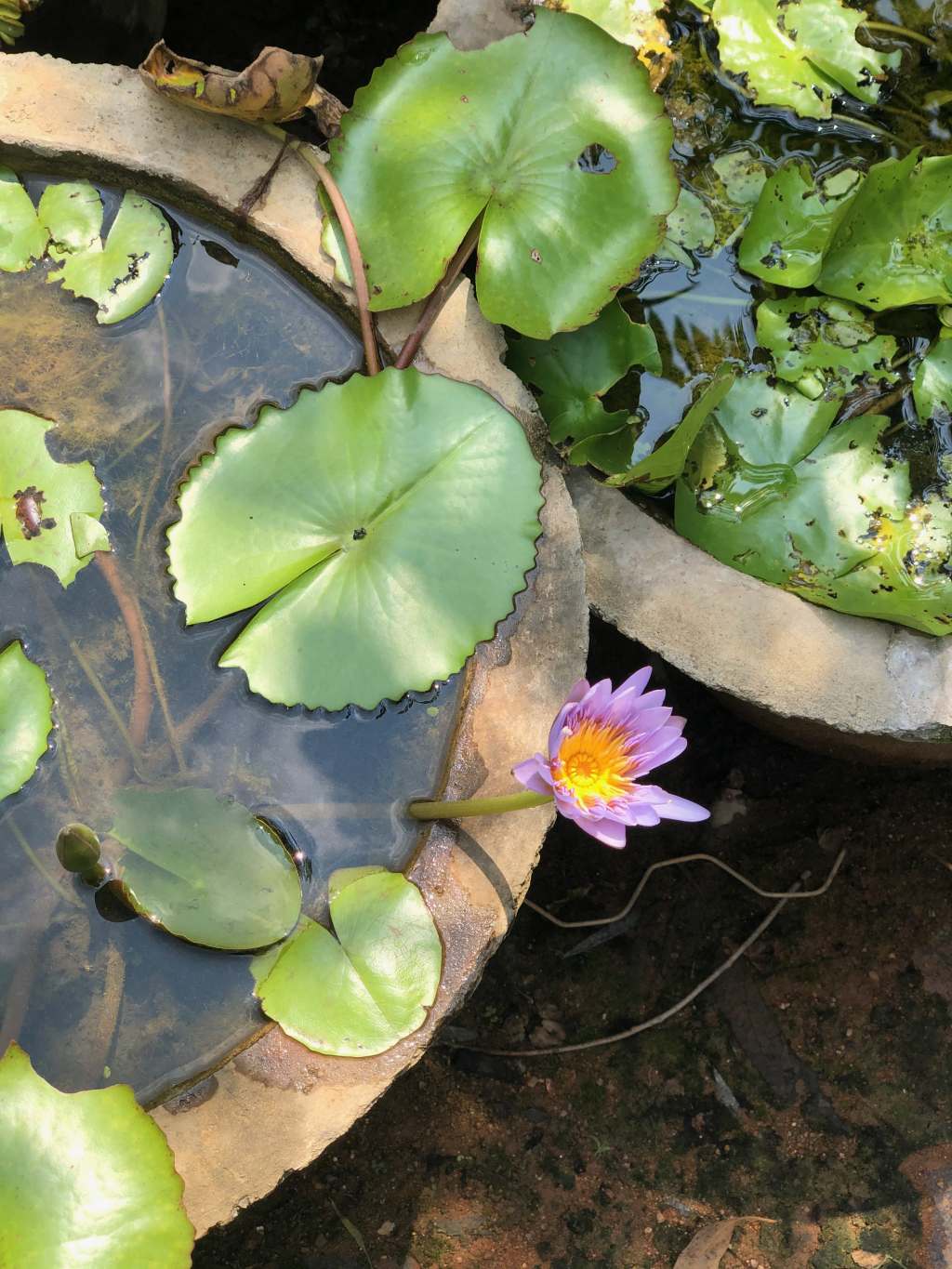 Lotus at the&nbsp;Nursery
