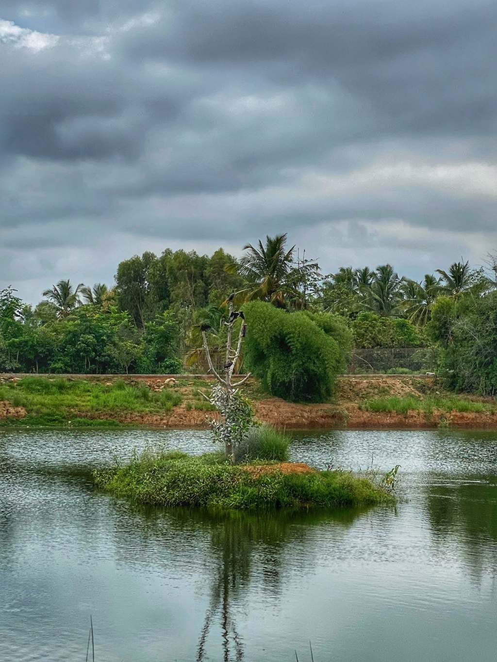 Birds around the&nbsp;lake