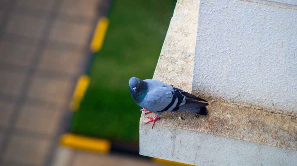 Pigeon on the&nbsp;balcony.