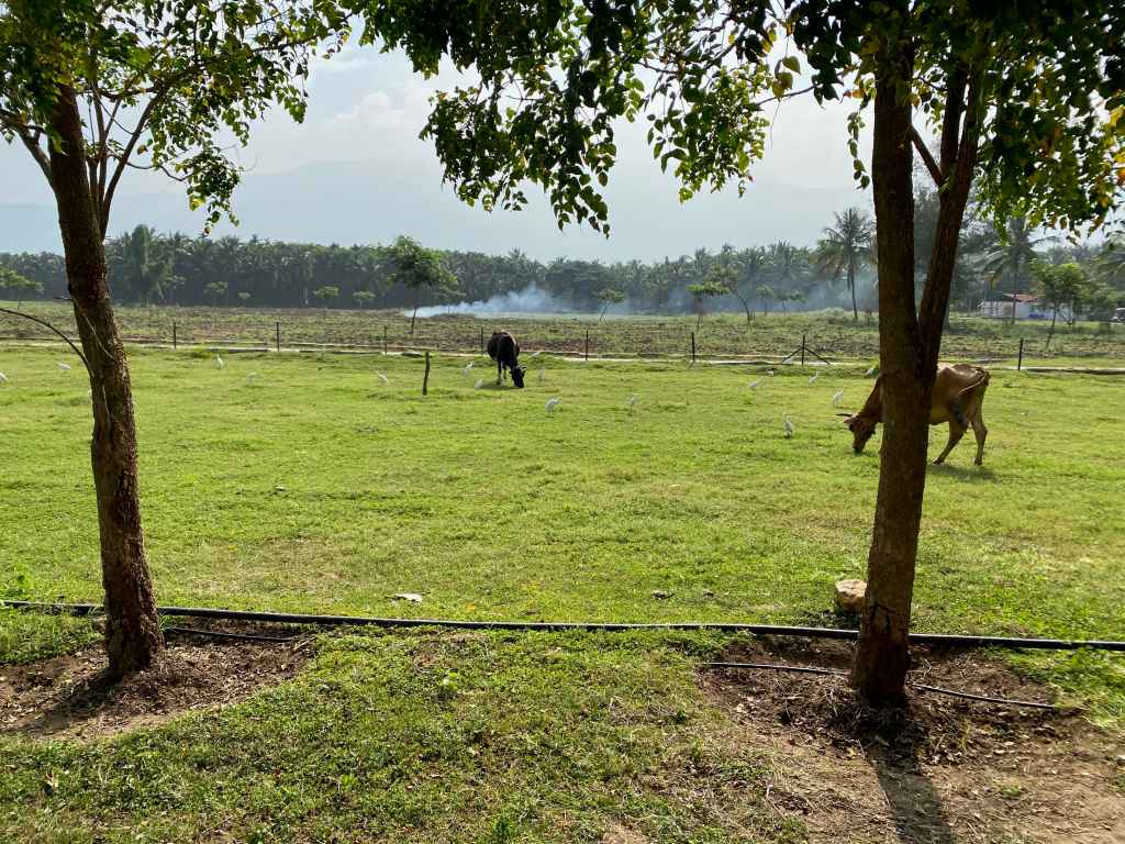 Let cattles be&nbsp;grazin.