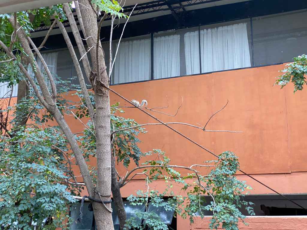 A tailed visitor this&nbsp;time.