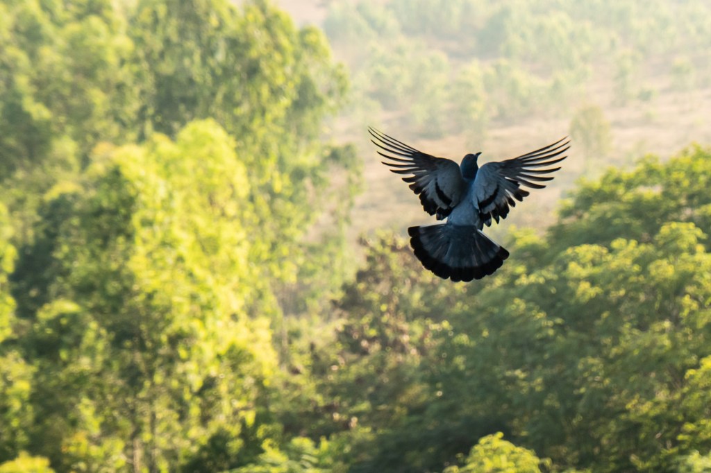 One More in&nbsp;Flight