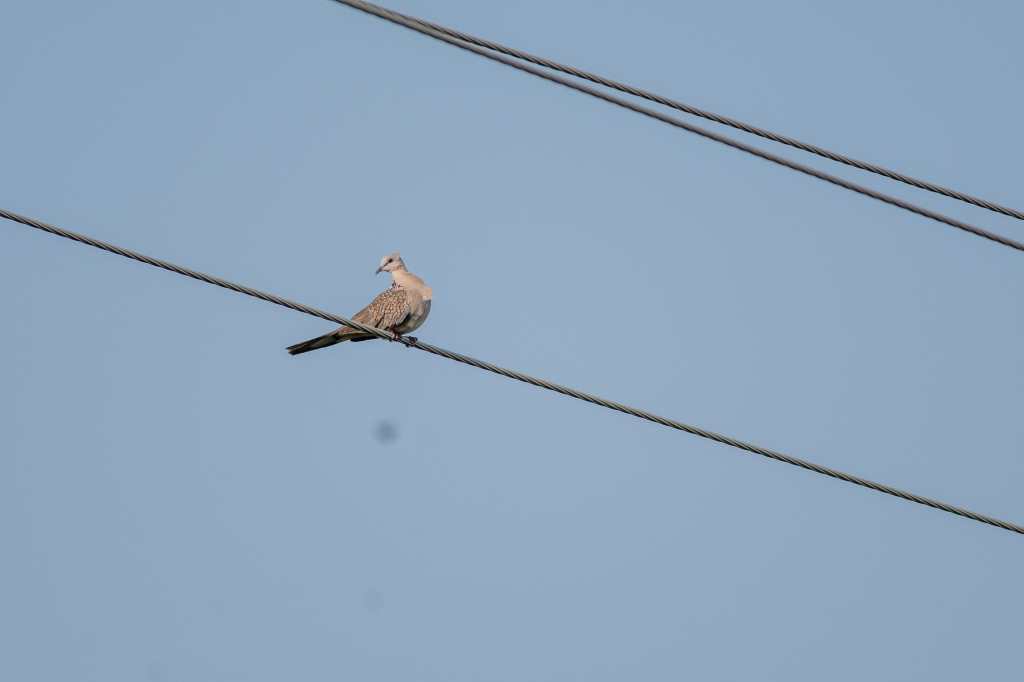 Spotted Dove