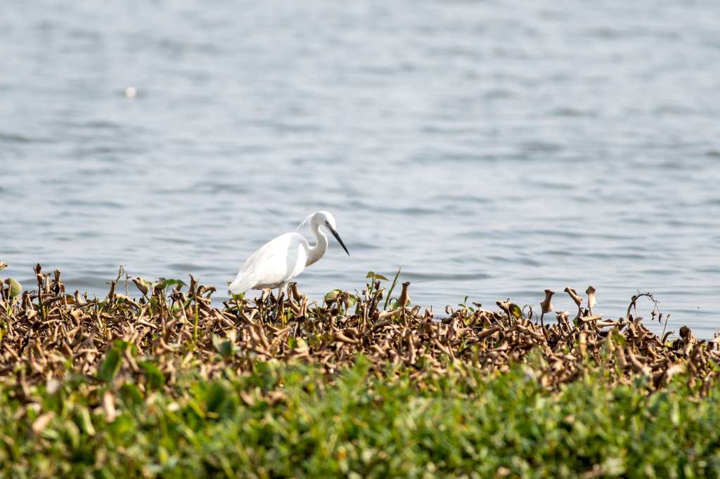 Busy Egret