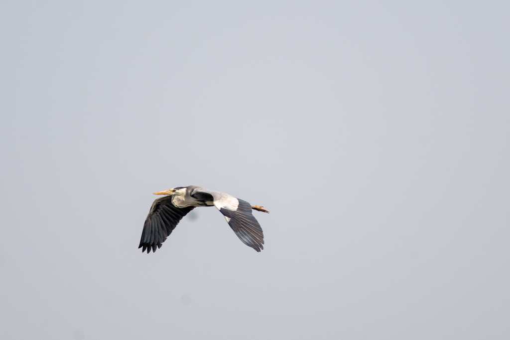 Pelican in flight