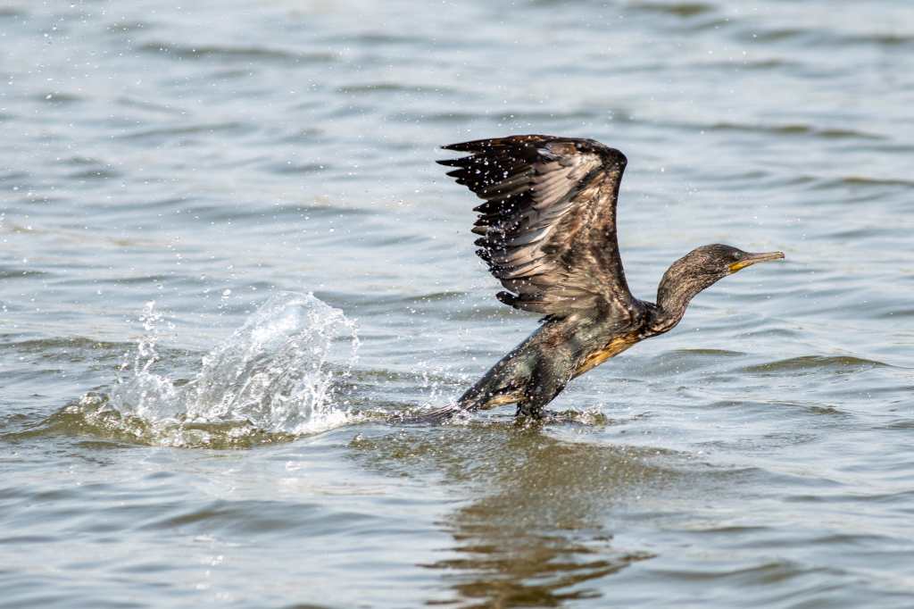 Cormorant taking off
