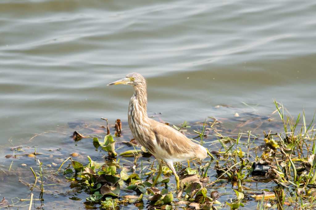 Indian Pond Heron