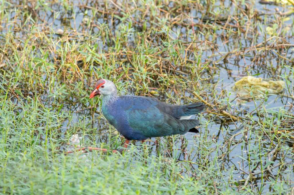 Purple Swamphen