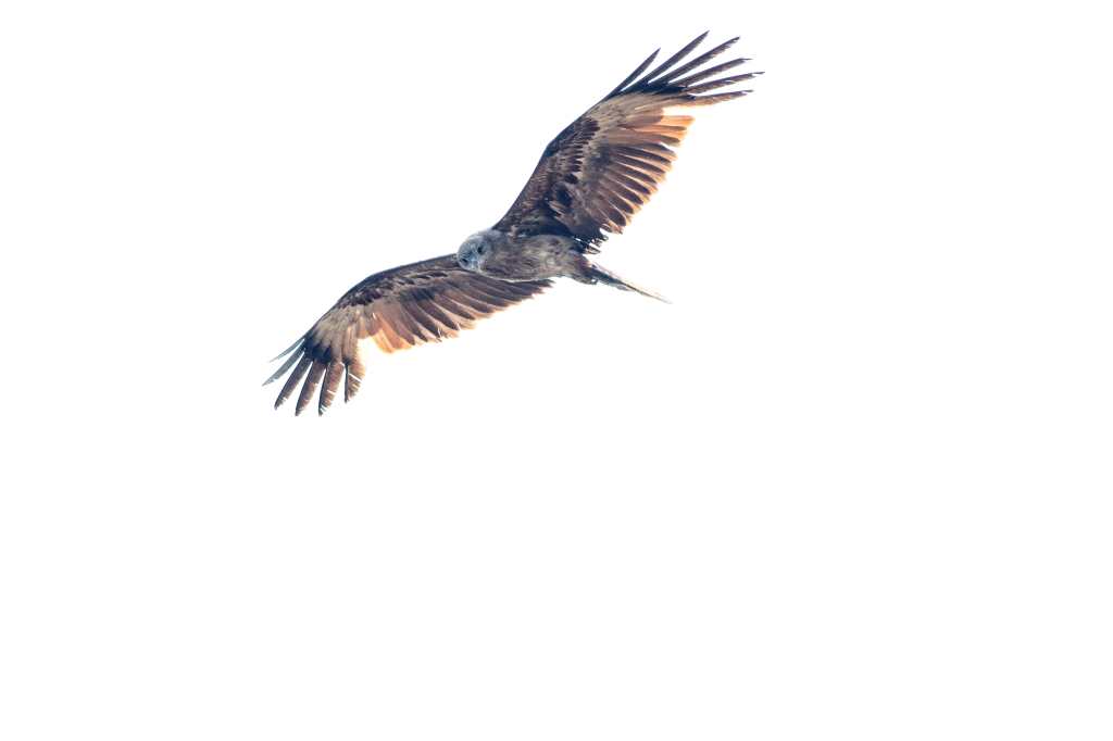 What are you looking&nbsp;at?