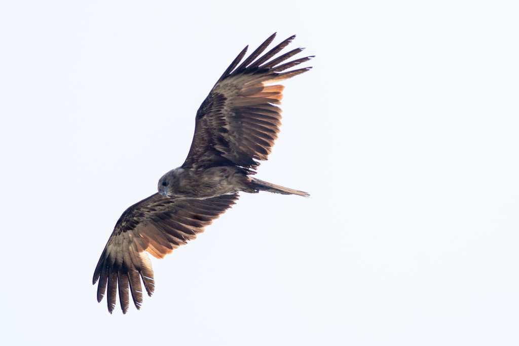 Indian Spotted eagle