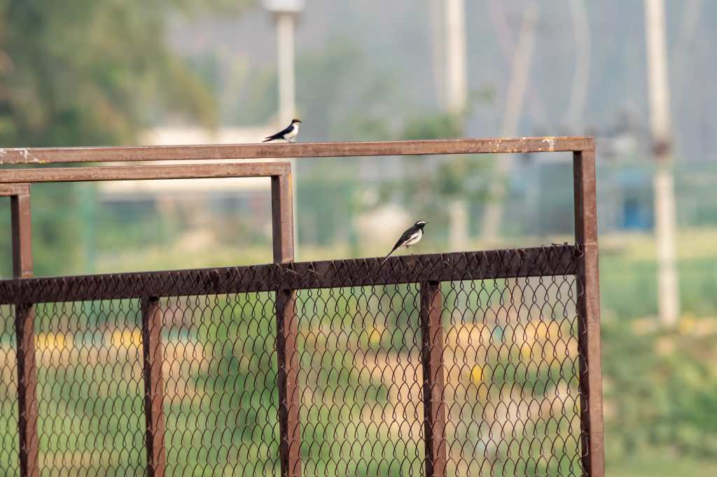 Two on a&nbsp;railing