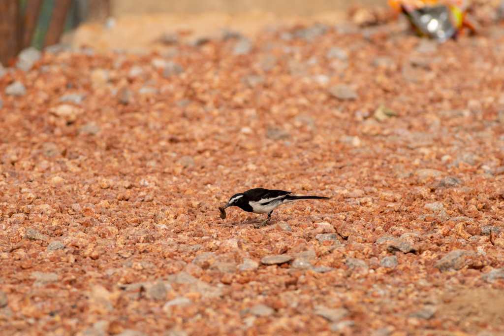Wagtail gathering food
