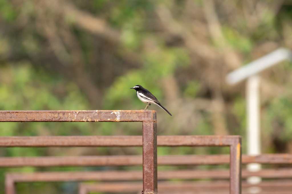 White Browed Wagtail