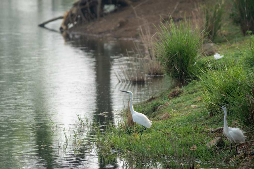 Egrets walking in