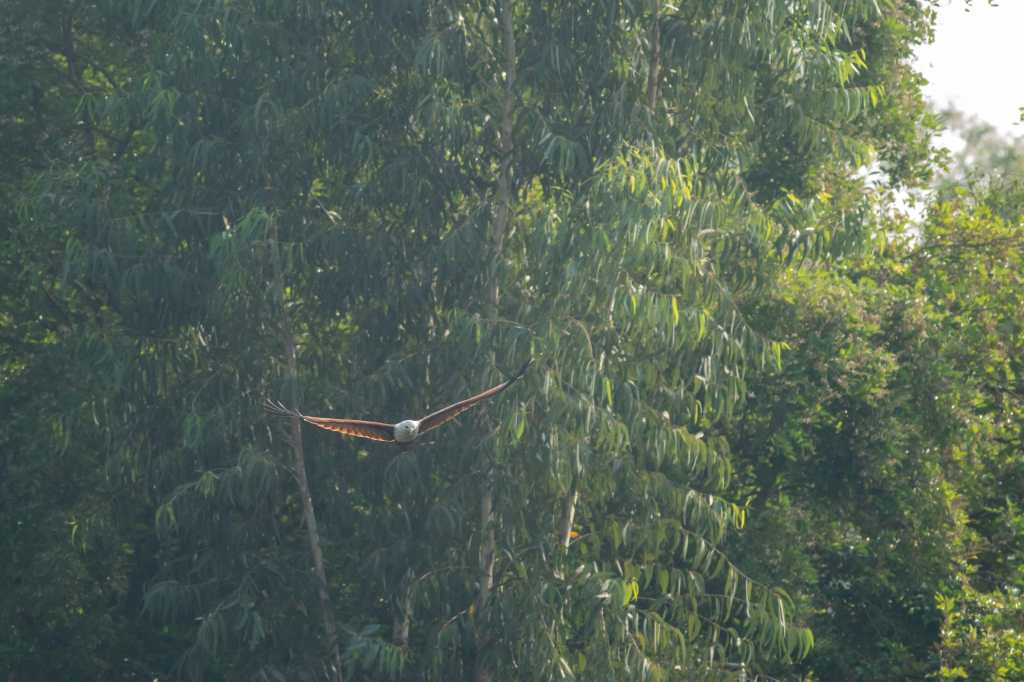 Brahminy In Flight
