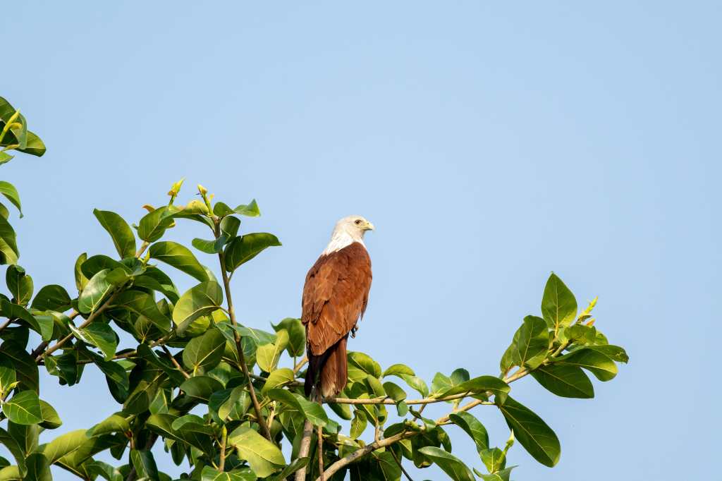 Brahminy Kite