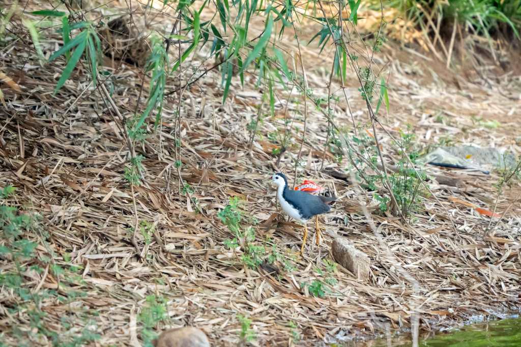 White Breasted Waterhen