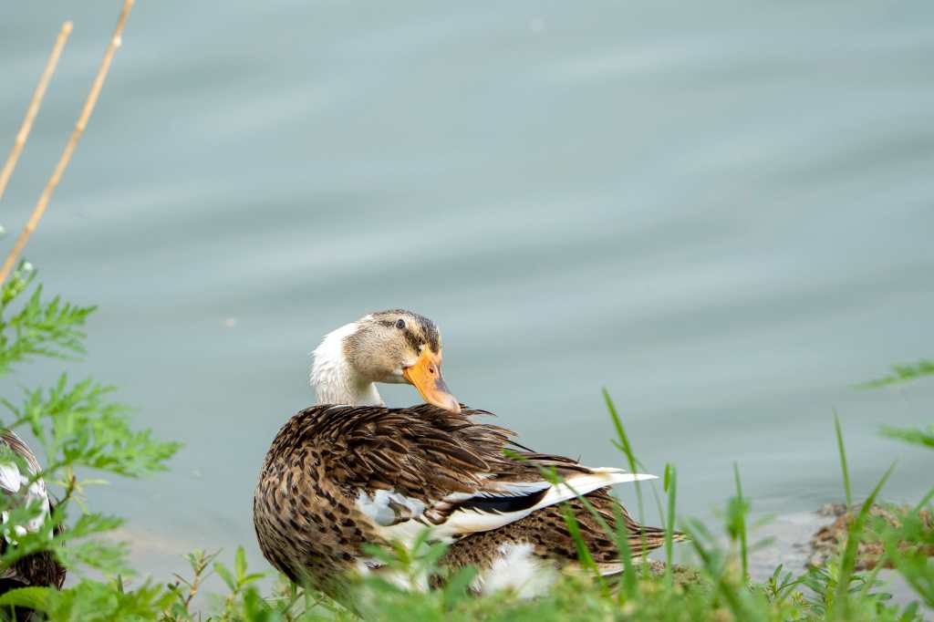 Scratching the itch!