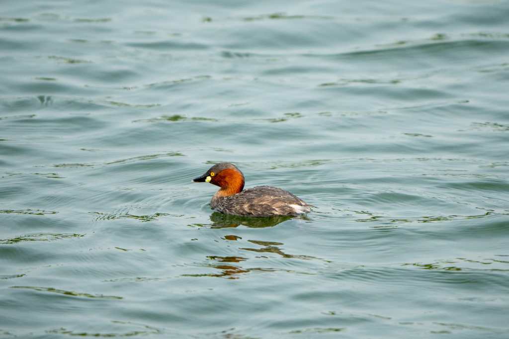 Little Grebe