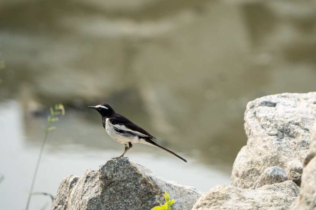 White Browed Wagtail