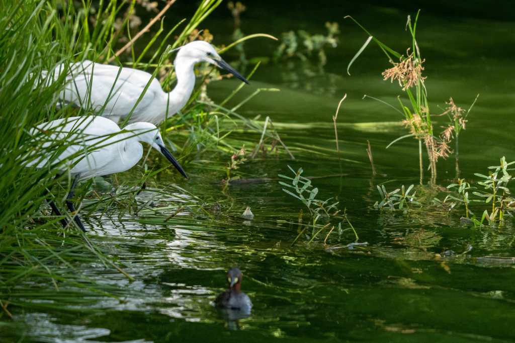 Egrets fishing