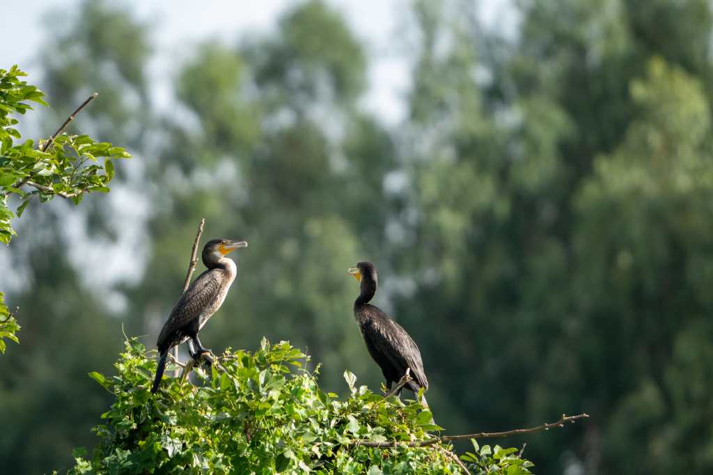 Cormorants