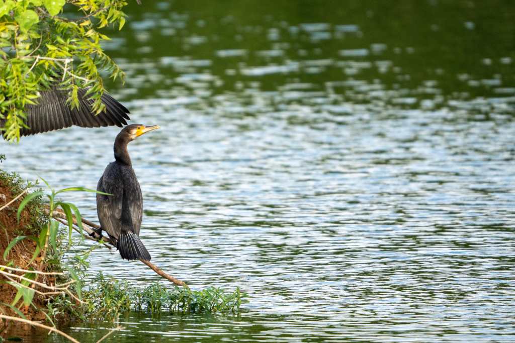 More Cormorants