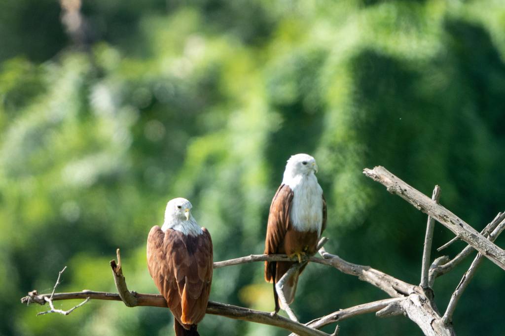 Brahminy Kites