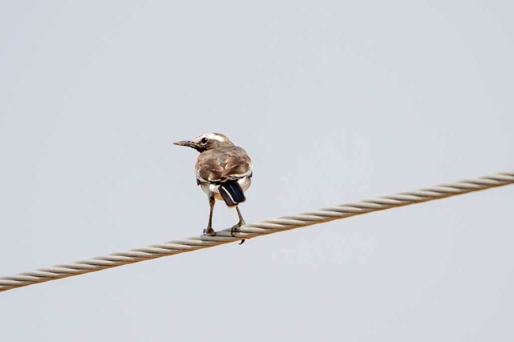 Showing it’s back!